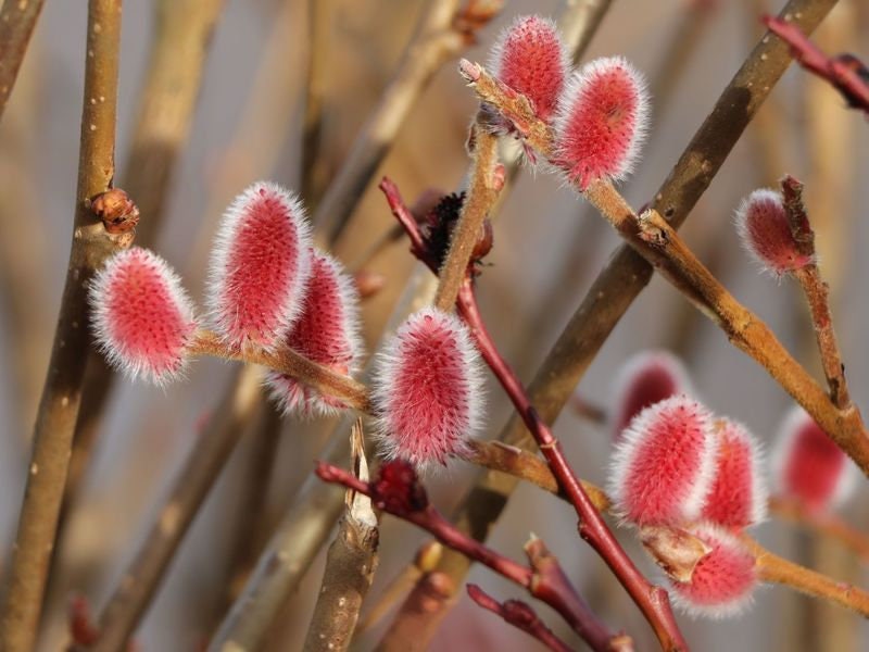 Pink Pussy Willow Mt Aso Mygardenchannel