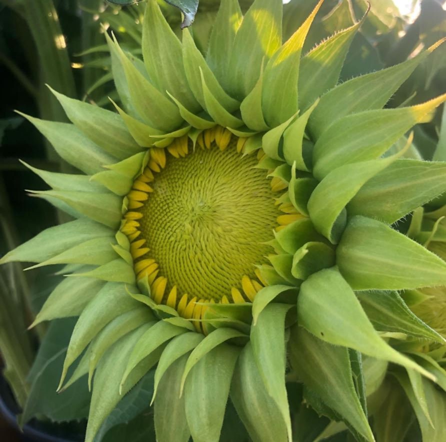 Green Sunflower Seeds Rare Sun Flower Seeds - MyGardenChannel® Official ...