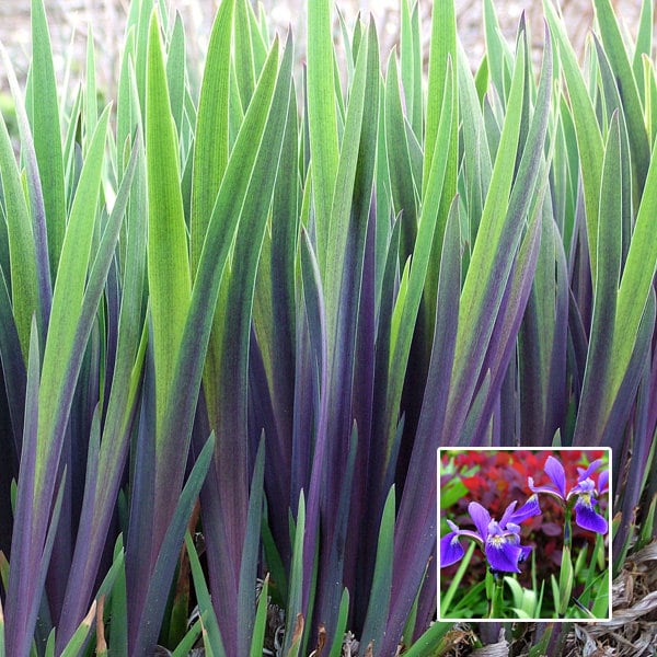 PURPLE FLAME Iris versicolor Blue Flag Flowers Thrives in Wet Areas ...