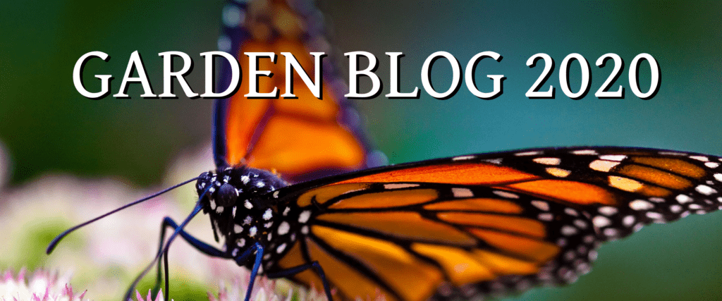 Garden Blog 2020