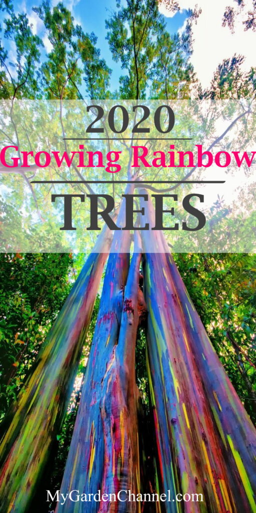 growing rainbow trees