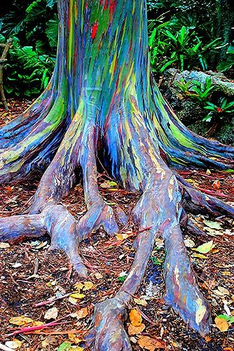 growing rainbow trees