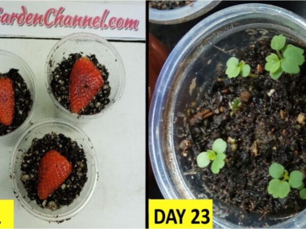 How To Grow Strawberry from Seed (1 One Memorable Tip)
