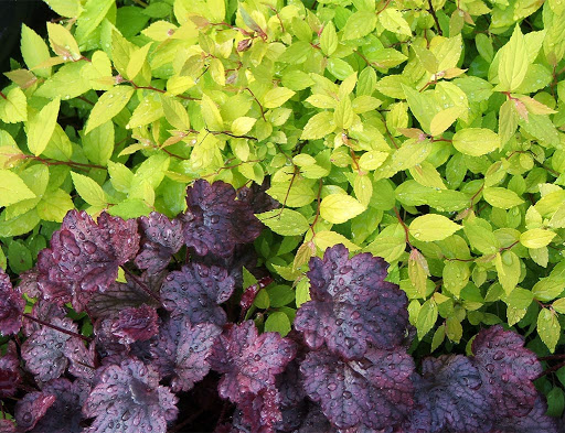 Coral Bells with a Shrub