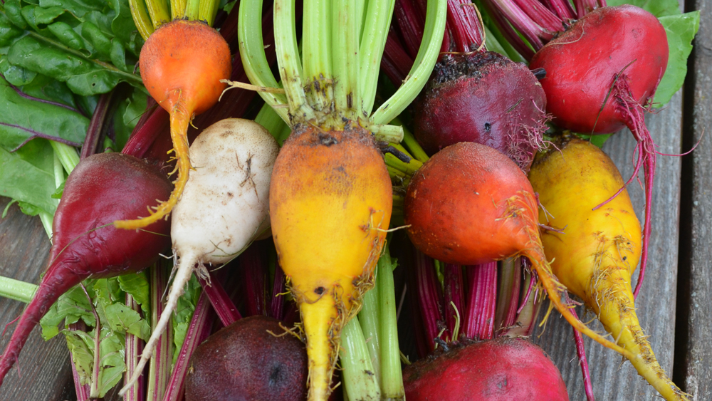 Recipe: Roasted Beets with Mint Yogurt - Seed Savers Exchange