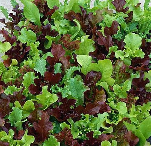 Lettuce, Mesclun Mix 1-packet - Permaculture Cubed