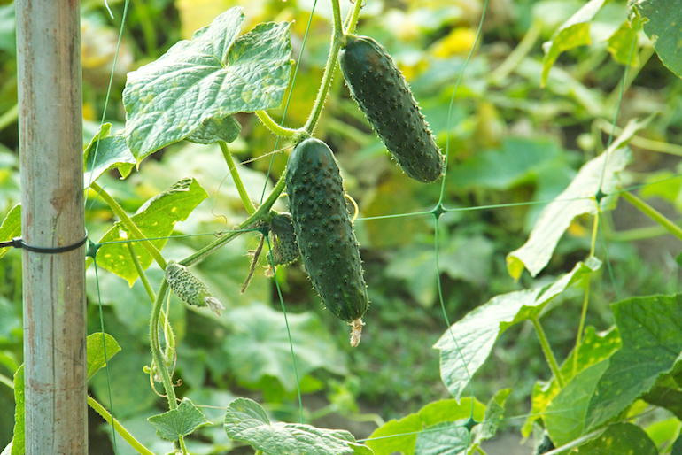 How to Grow Cucumbers | Thompson & Morgan