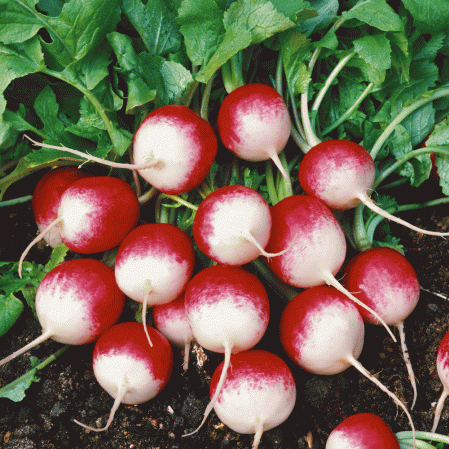 Vegetables You Can Start Growing Late