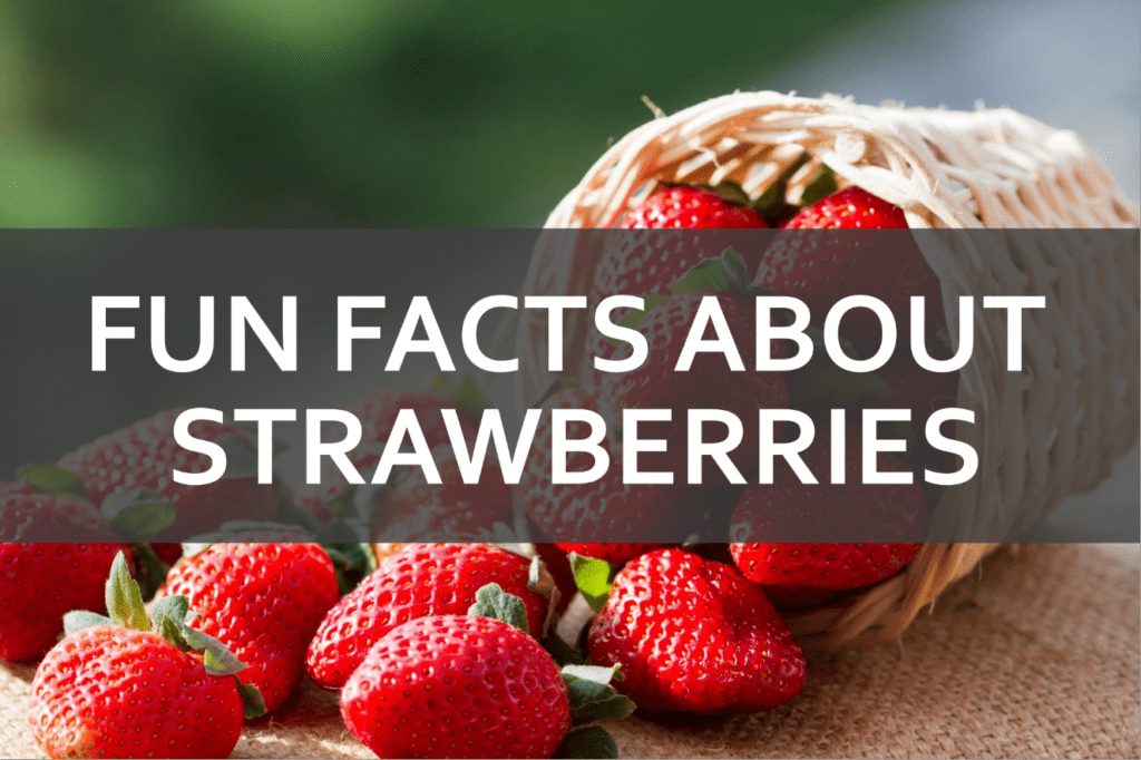 fun facts about strawberries