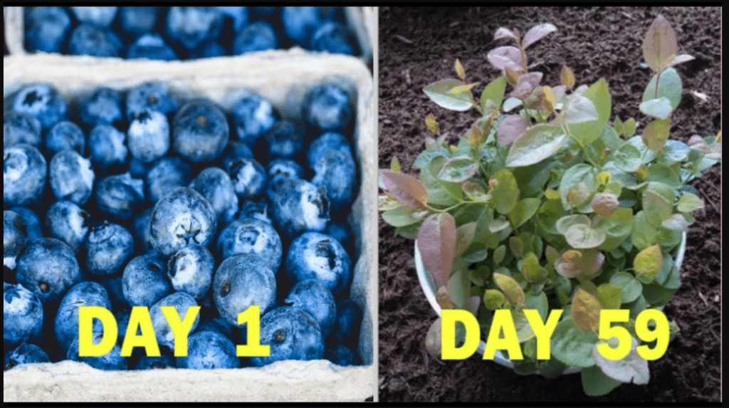 grow blueberries container