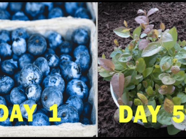 grow blueberries container