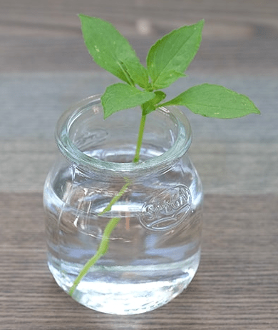 plants that grow in water
