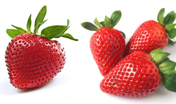 how to grow strawberries