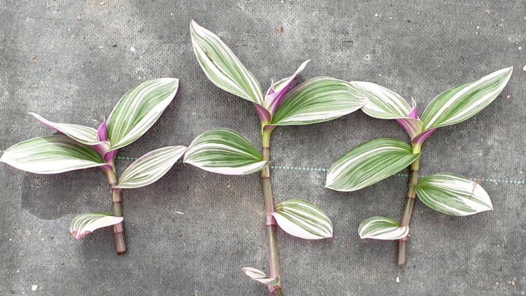 Tradescantia Pink Nanouk