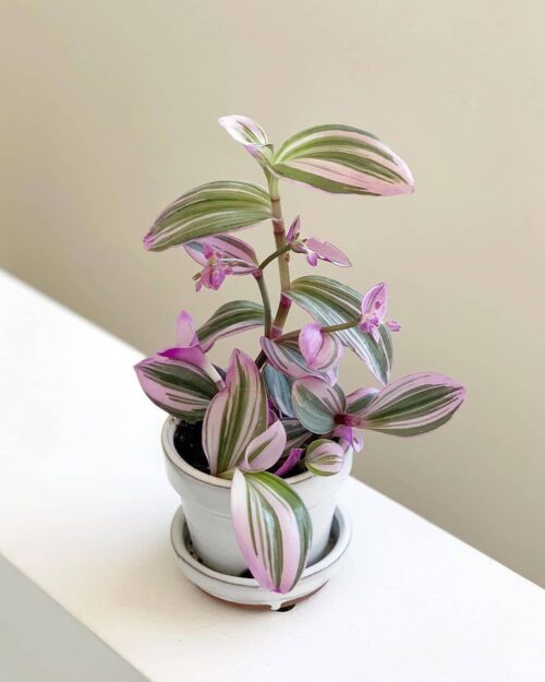 Tradescantia Nanouk Care | Houseplant of the Year! – mygardenchannel