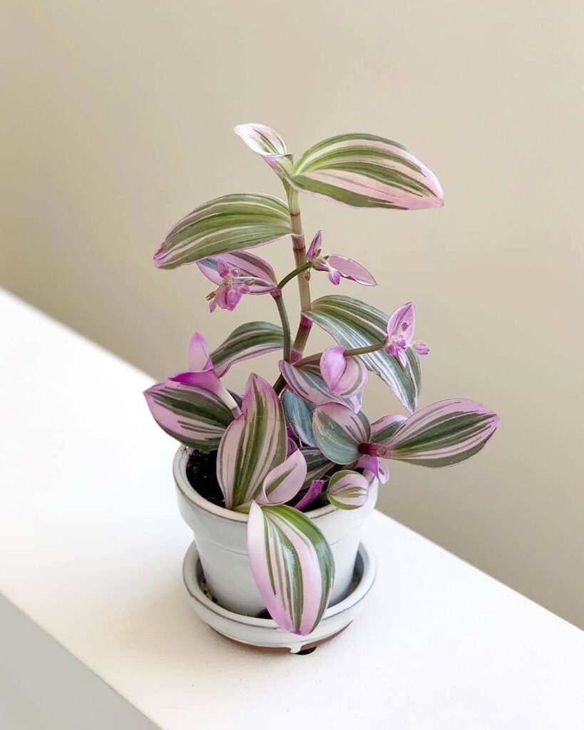 pink wandering jew leaves turning brown