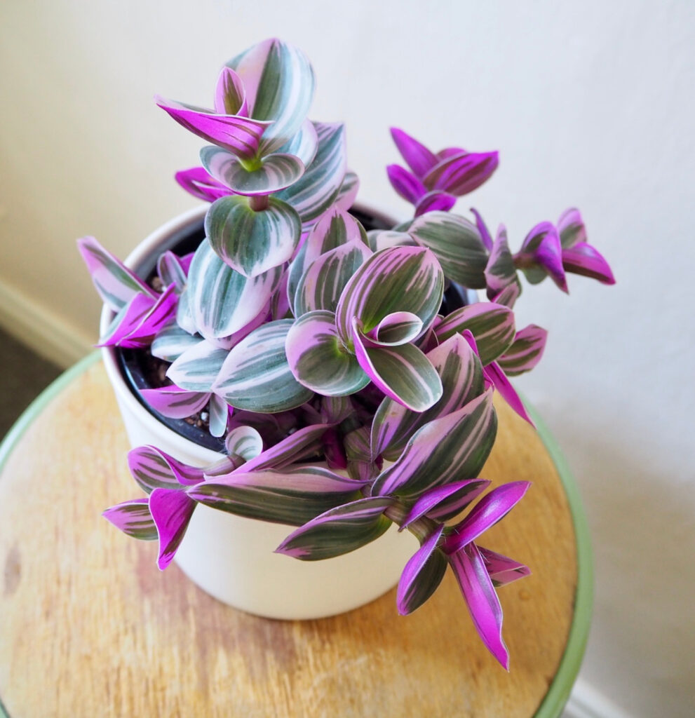 Tradescantia Nanouk Care | Houseplant of the Year! – mygardenchannel