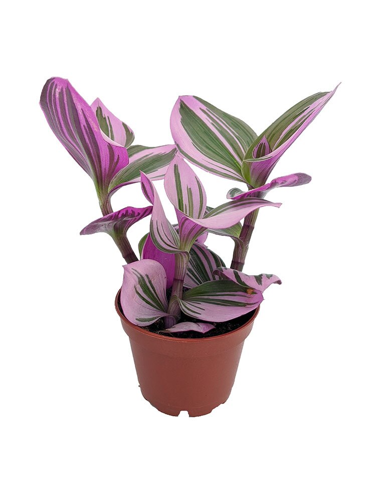 pink wandering jew leaves turning brown