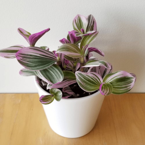 Tradescantia Nanouk Care | Houseplant of the Year! - mygardenchannel