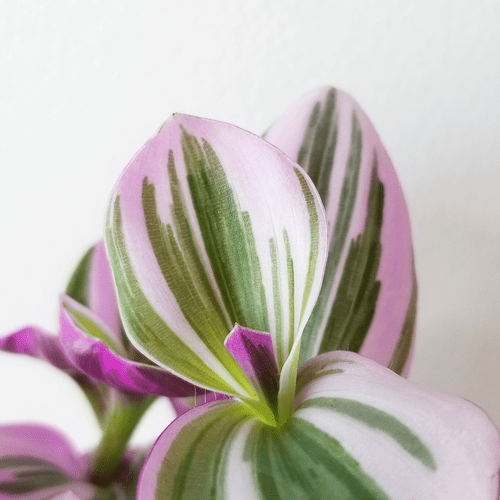 Tradescantia Pink Nanouk