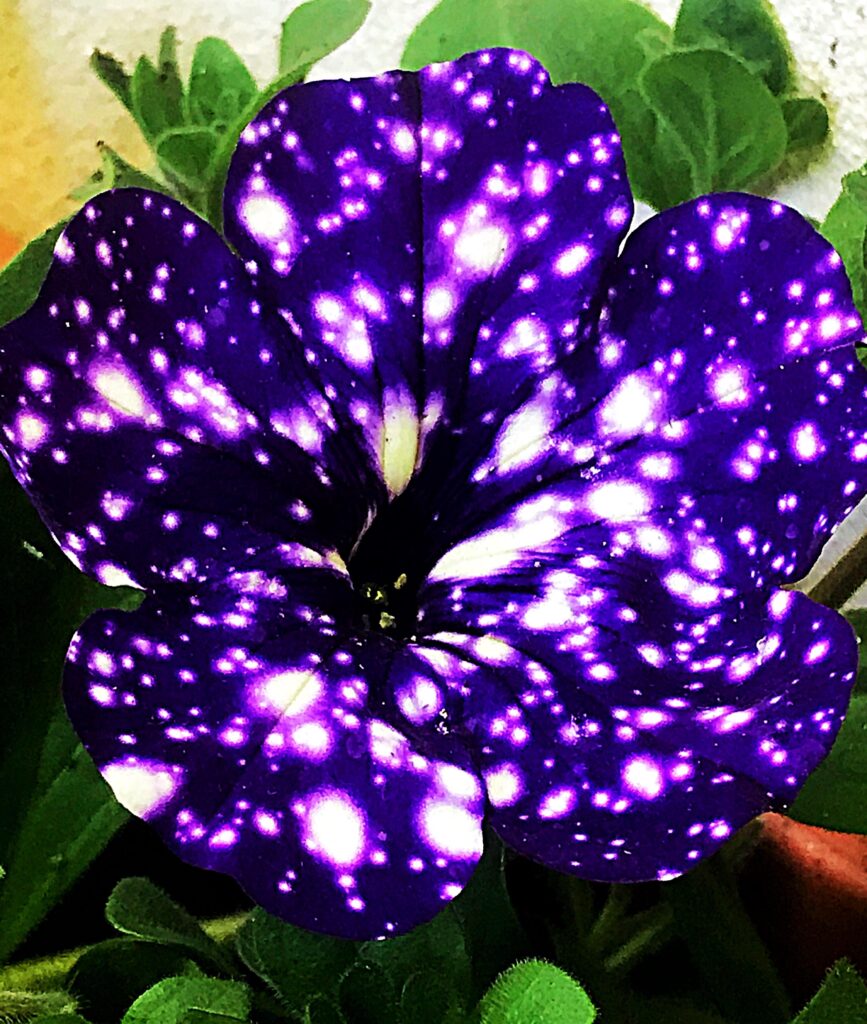 purple night sky petunia