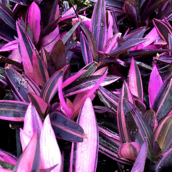 tradescantia variegated
