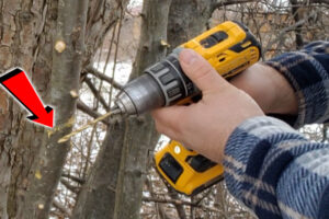 How To Grafting a Tree (WITH A DRILL?!) Simple Way!