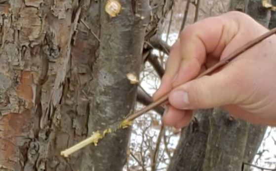 how to grafting apple trees