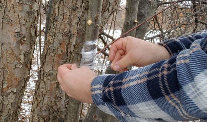 grafting apple tree with grafting tape