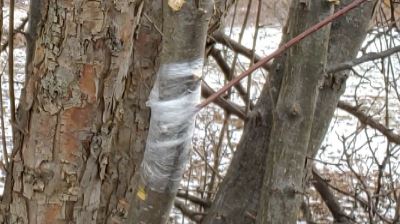 apple tree cutting wrapped and grafted