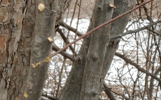 grafting apple trees