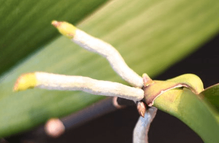 what is a keiki on an orchid