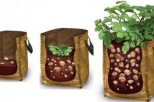 growing potatoes in a bag