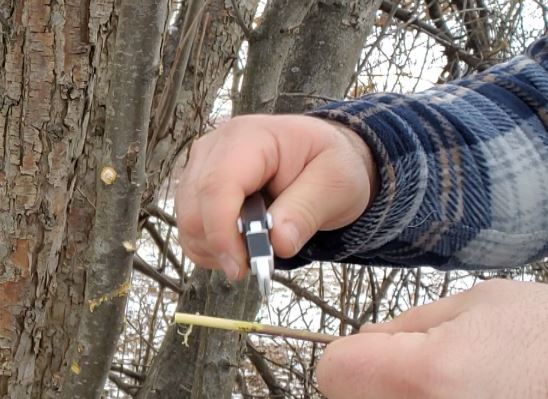 prepare the apple tree cutting