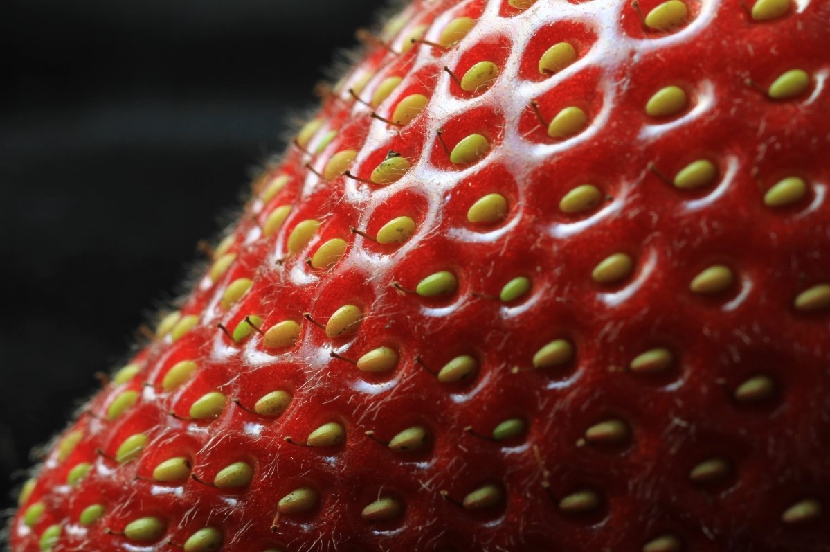 growing strawberry seeds