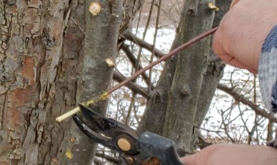 grafting apple trees