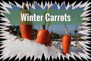Vegetables You Can Grow in January