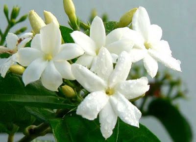 jasmine flower