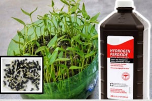 Hydrogen Peroxide on Plants (Best Germination Results!)