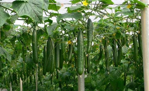 cucumbers