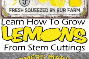 How To Grow Lemon Trees From Stem Cuttings