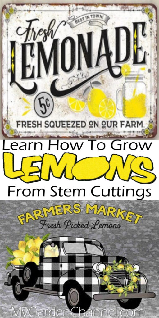 growing lemons from cuttings