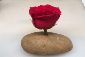 growing a rose in a potato