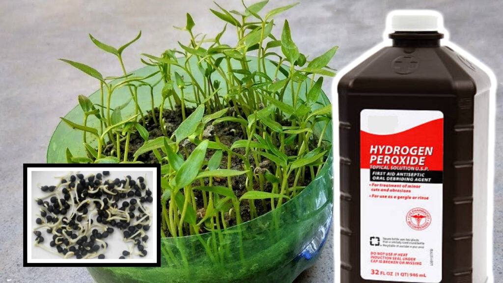 hydrogen peroxide on plants