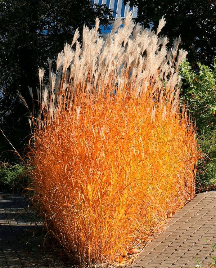 Autumn Flame Grass