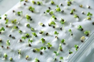 paper towel seed germination