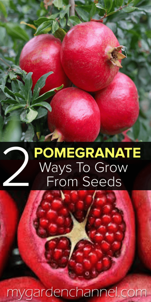 pomegranate