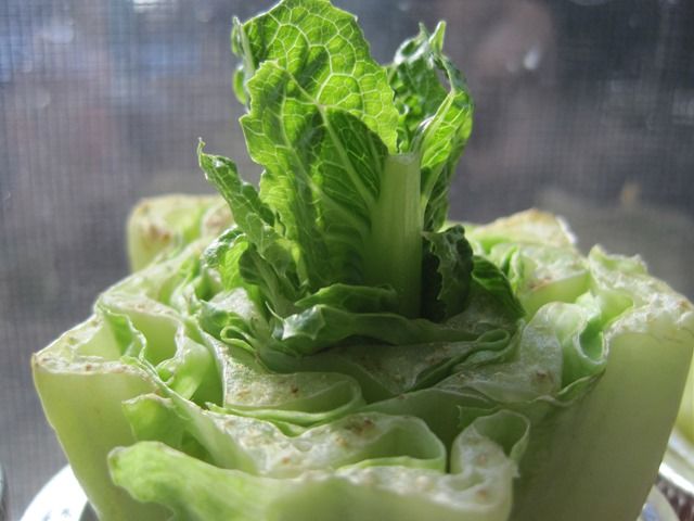 romaine lettuce