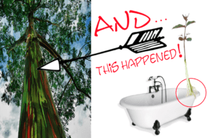 Grow A Rainbow Eucalyptus Tree in The Tub!