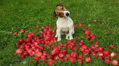 can dogs eat apples